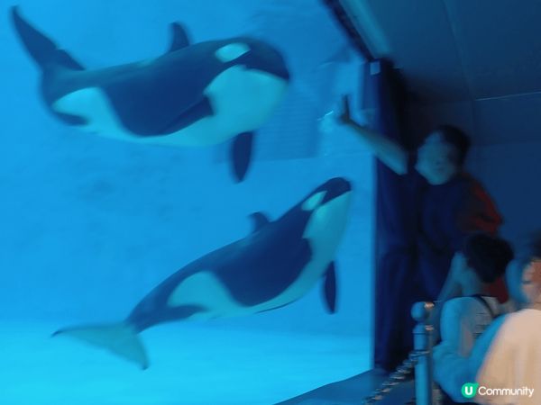 珠海長隆宇宙飛船樂園的虎鯨表演，絕對值得去睇！#社群三月快閃...