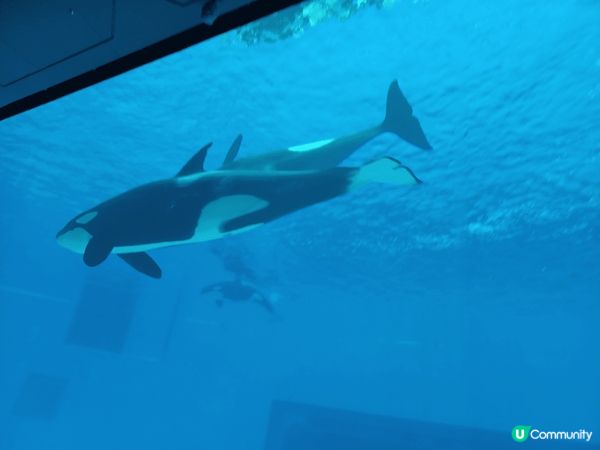 珠海長隆宇宙飛船樂園的虎鯨表演，絕對值得去睇！#社群三月快閃...