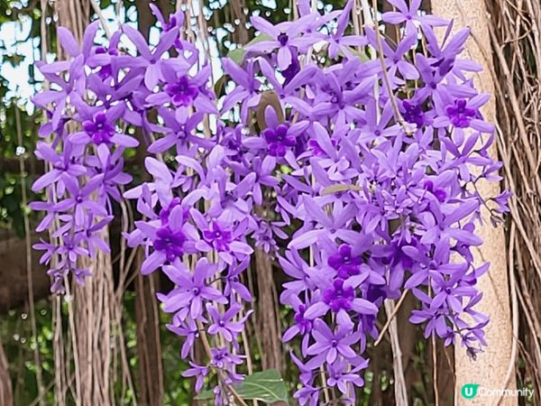 香港康文署公園種植了不用品種的花，很美
