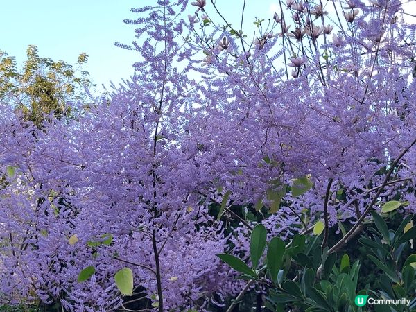 香港康文署公園種植了不用品種的花，很美
