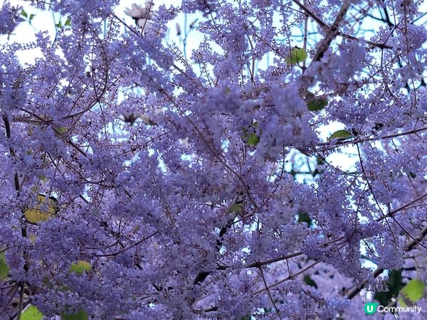 香港康文署公園種植了不用品種的花，很美

