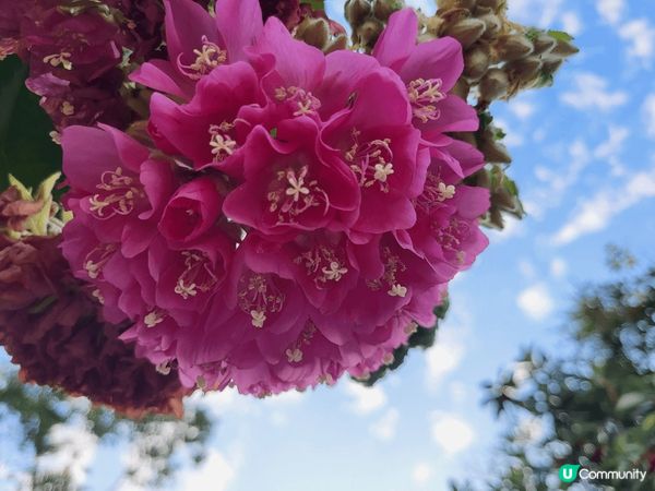 香港康文署公園種植了不用品種的花，很美
