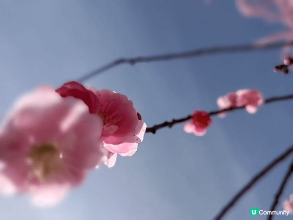 鈴鹿之森🌸