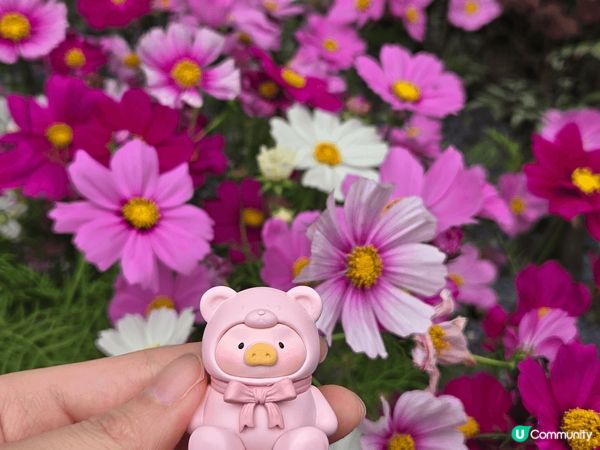 維園花展2025，同中同影左“秋英花”😝😝😝