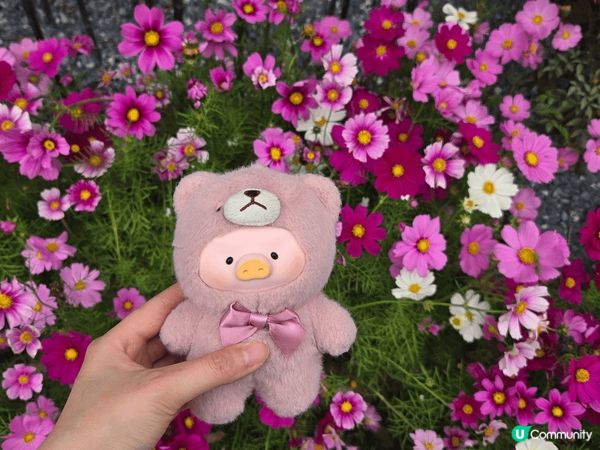 維園花展2025，同中同影左“秋英花”😝😝😝