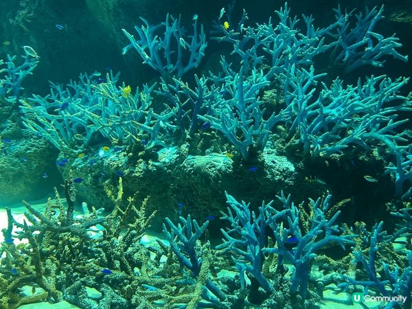 日本大阪旅行，途經水族館，見到好美日落，好可愛裝飾