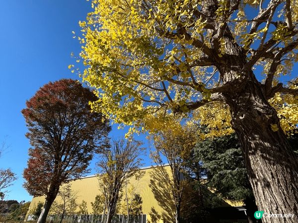 11月嘅時候去咗日本嘅哈利波特影城，呈現返電影嘅場景