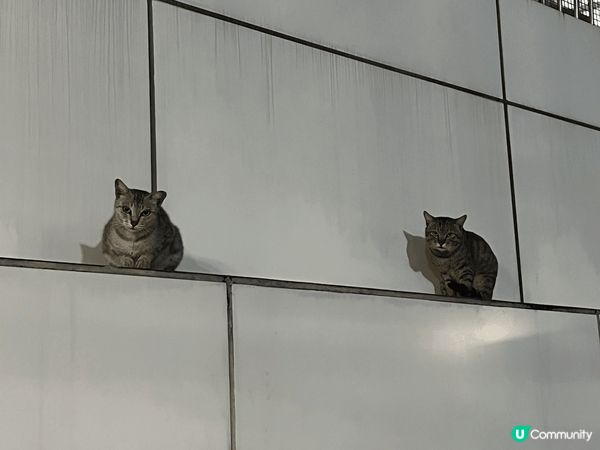 春天來臨，就係開始練習龍舟嘅季節！
