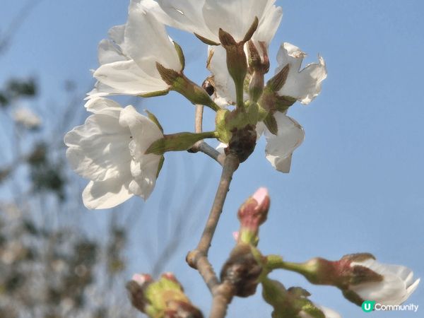 沙田石門安景街公園，城門河畔種有十幾棵櫻花樹，遊人可近距離欣...