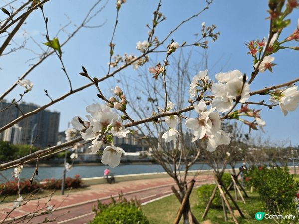 沙田石門安景街公園，城門河畔種有十幾棵櫻花樹，遊人可近距離欣...