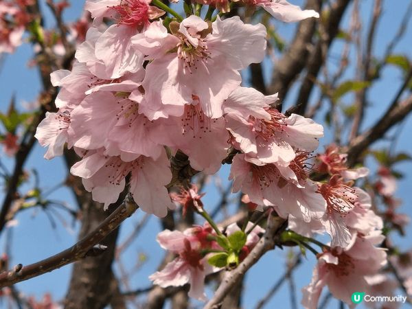 沙田石門安景街公園，城門河畔種有十幾棵櫻花樹，遊人可近距離欣...