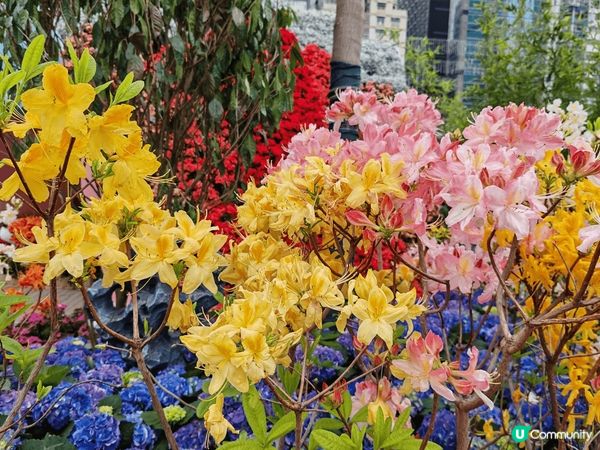 香港花卉展，一年一度的香港花卉展2月14開始喺維園舉行，今年...