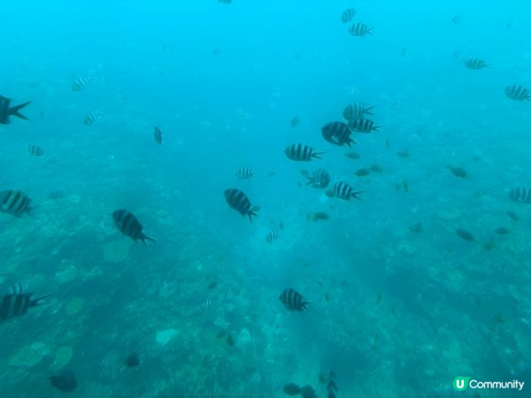 沖繩美麗海水族館
