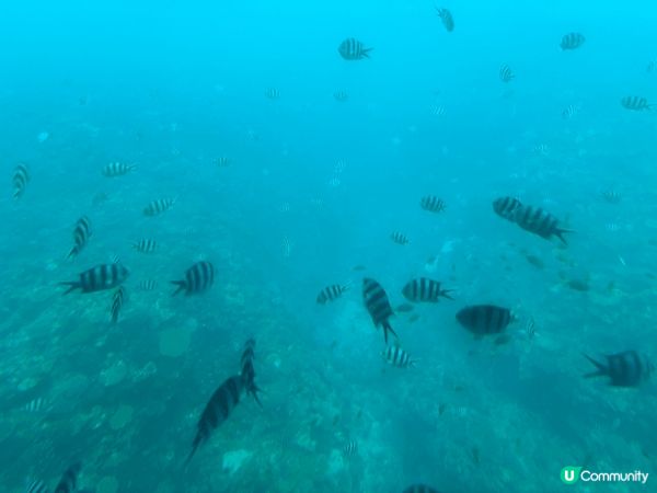 沖繩美麗海水族館