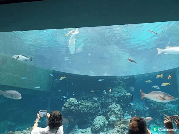 這是我在沖繩的旅遊，10分推介在沖繩的手信風獅爺，他好代表到...