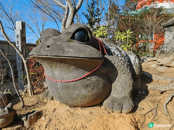 日本有很多寺廟都有不同主角，之前去過的有招財貓、達摩等，今次...