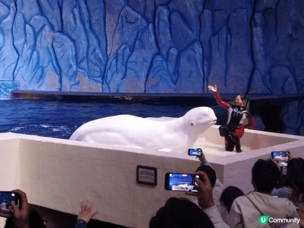 珠海海洋王國是亞洲頂級海洋主題樂園，擁有世界最大的水族館、精...