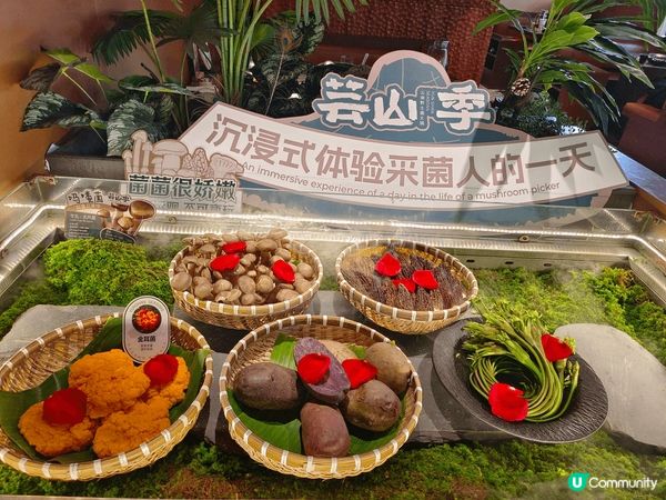 🍲深圳芸山季火鍋！鮮到爆的菌菇雞湯🔥