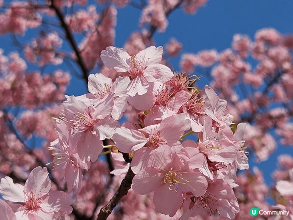 日本2025年3月東京櫻花，仲有橫濱摩天輪~ 屬於海邊的城市...