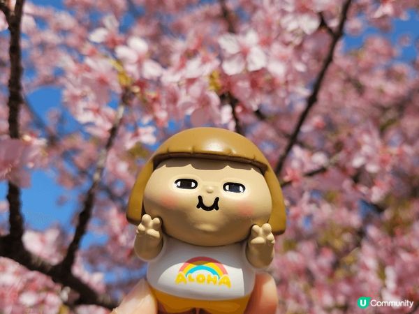 日本2025年3月東京櫻花，仲有橫濱摩天輪~ 屬於海邊的城市...