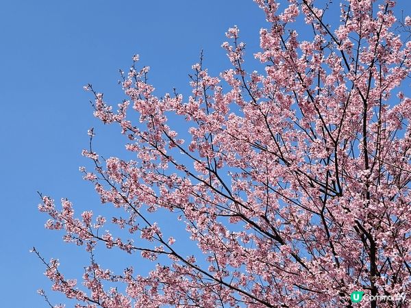 日本2025年3月東京櫻花，仲有橫濱摩天輪~ 屬於海邊的城市...