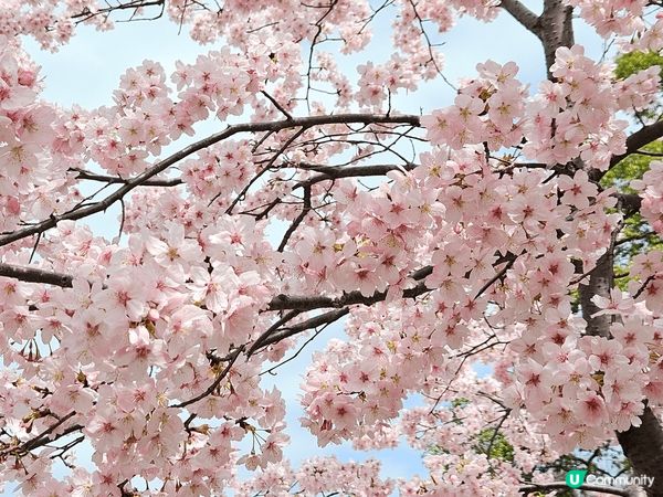 日本2025年3月東京櫻花，仲有橫濱摩天輪~ 屬於海邊的城市...