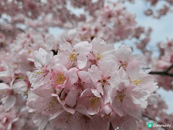 日本2025年3月東京櫻花，仲有橫濱摩天輪~ 屬於海邊的城市...