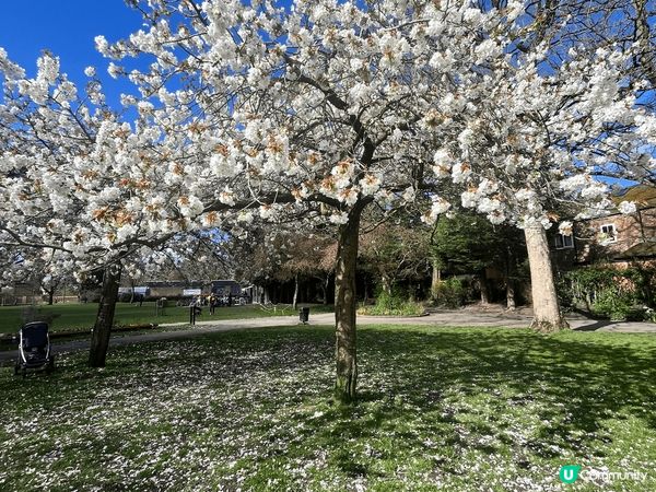 去咗英國曼城旅行，三月係一個非常好嘅季節，天氣好有櫻花天氣溫...