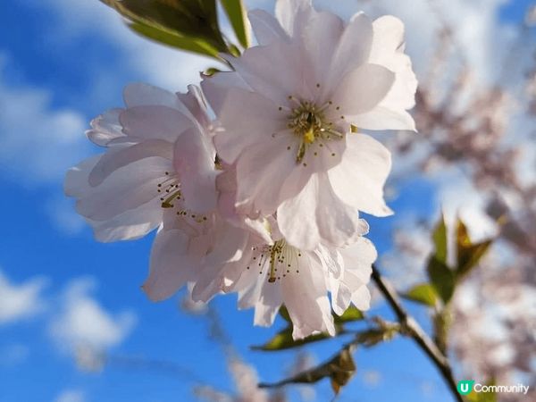 去咗英國曼城旅行，三月係一個非常好嘅季節，天氣好有櫻花天氣溫...