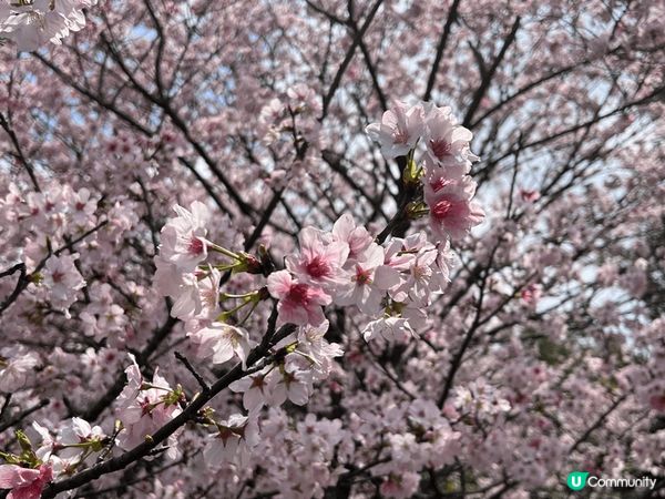 台北櫻花花季，迷人絢麗