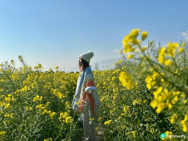 2月尾果陣同閏蜜一齊去左雲南, 經過一大遍既油菜花田, 感受...