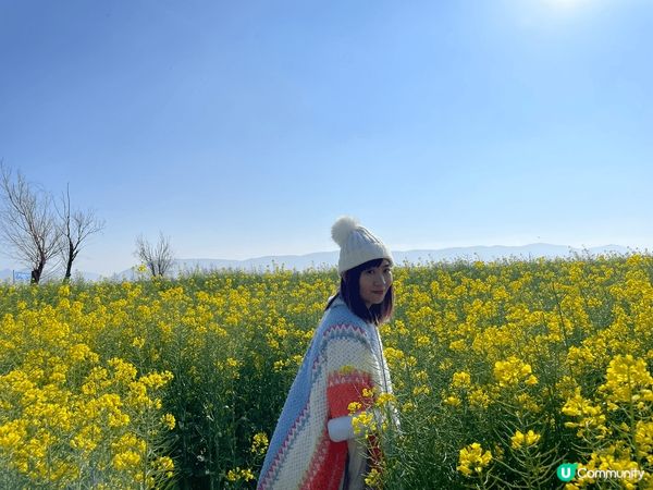 2月尾果陣同閏蜜一齊去左雲南, 經過一大遍既油菜花田, 感受...