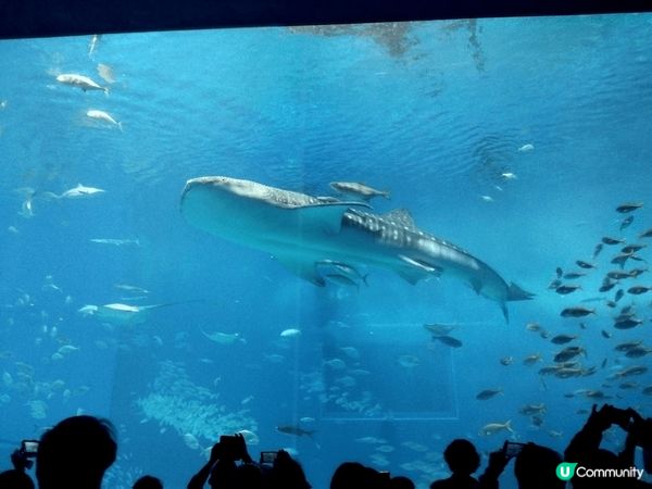 每次去沖繩，都必須去水族館望一望呢條鯨鯊。