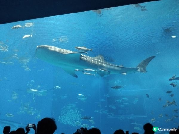 每次去沖繩，都必須去水族館望一望呢條鯨鯊。
