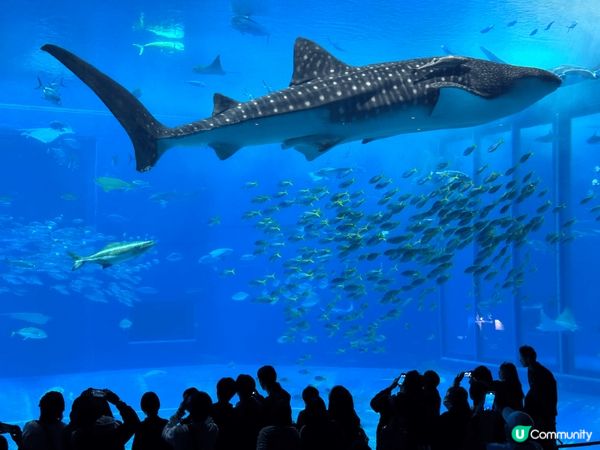 沖繩，陽光與海灘🏖️好適合一家大小去旅遊🧳