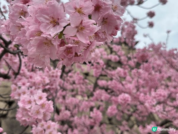 大阪城公園櫻花初開，再嚐充滿蛋香鬆軟 Gram Pan Ca...