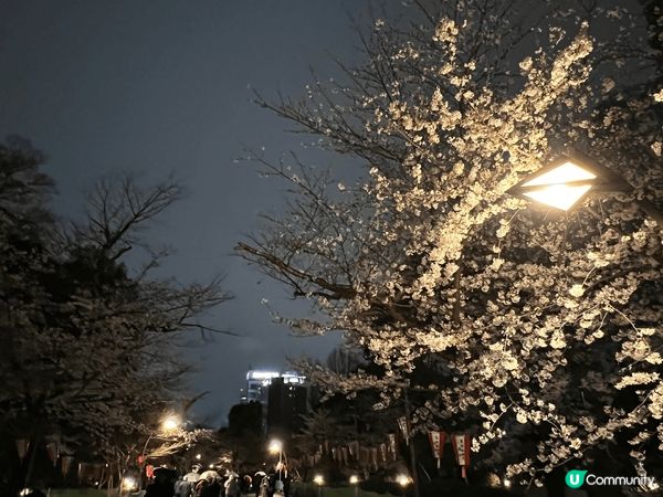 東京上野公園，傳統嘅櫻花季節最佳嘅觀賞地點就係上野公園，尤其...
