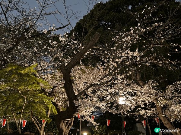 東京上野公園，傳統嘅櫻花季節最佳嘅觀賞地點就係上野公園，尤其...