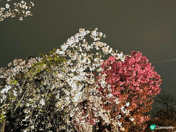 東京上野公園，傳統嘅櫻花季節最佳嘅觀賞地點就係上野公園，尤其...