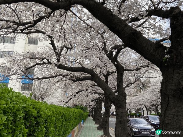 岩岩3月尾第一次去左釜山玩，去之前以為佢係一個好悶既地方，點...