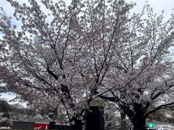 上星期去了東京旅遊，碰巧試賞櫻期，我特地去了上野公園賞花，棵...
