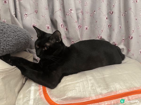 佢叫芝麻糖，在2024年的一塲大雨，給一位好心的餐廳老闆娘收...