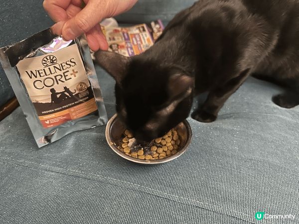 佢叫芝麻糖，在2024年的一塲大雨，給一位好心的餐廳老闆娘收...