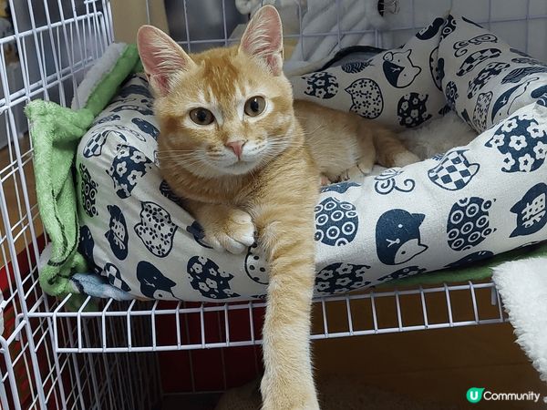 我隻貓仔叫旺旺，5個月大，是朋友的貓生咗貓bb再分一隻比我哋...