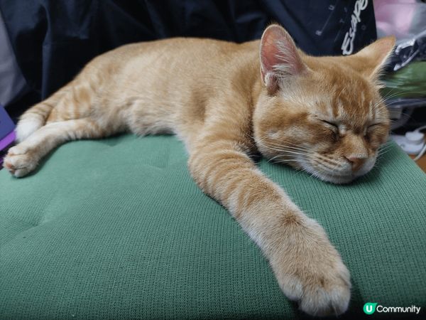 我隻貓仔叫旺旺，5個月大，是朋友的貓生咗貓bb再分一隻比我哋...