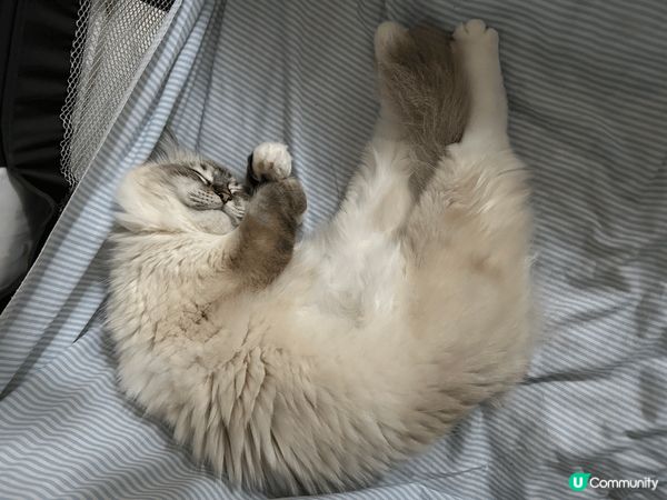 我係Lulu呀，最中意係訓覺，一日訓十幾二十個鐘都得㗎，比你...