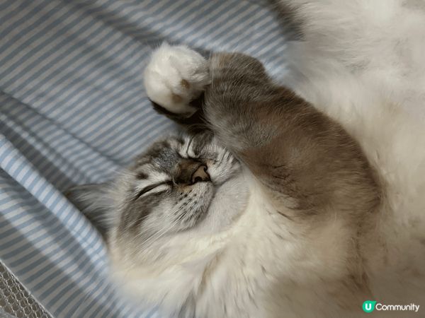 我係Lulu呀，最中意係訓覺，一日訓十幾二十個鐘都得㗎，比你...