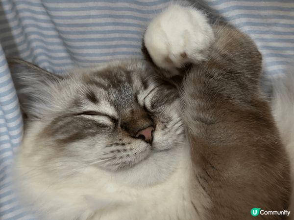 我係Lulu呀，最中意係訓覺，一日訓十幾二十個鐘都得㗎，比你...