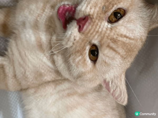 貓貓每次出街玩，都會超級開心，擺出開心同埋十分鬼馬嘅表情。