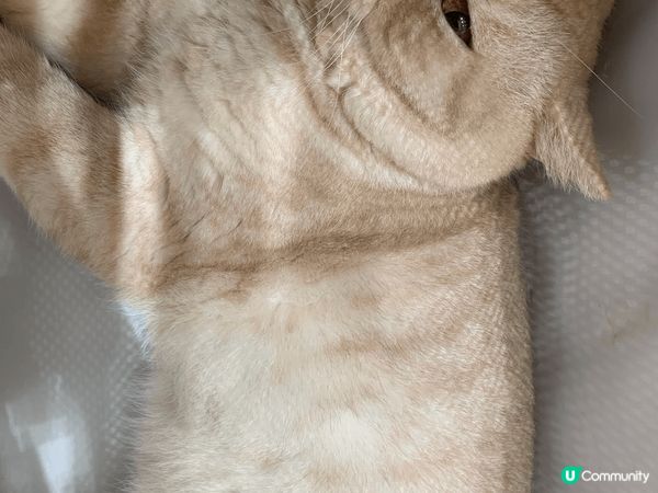 貓貓每次出街玩，都會超級開心，擺出開心同埋十分鬼馬嘅表情。